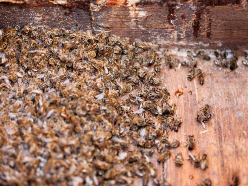 Śmierć masowa pszczół