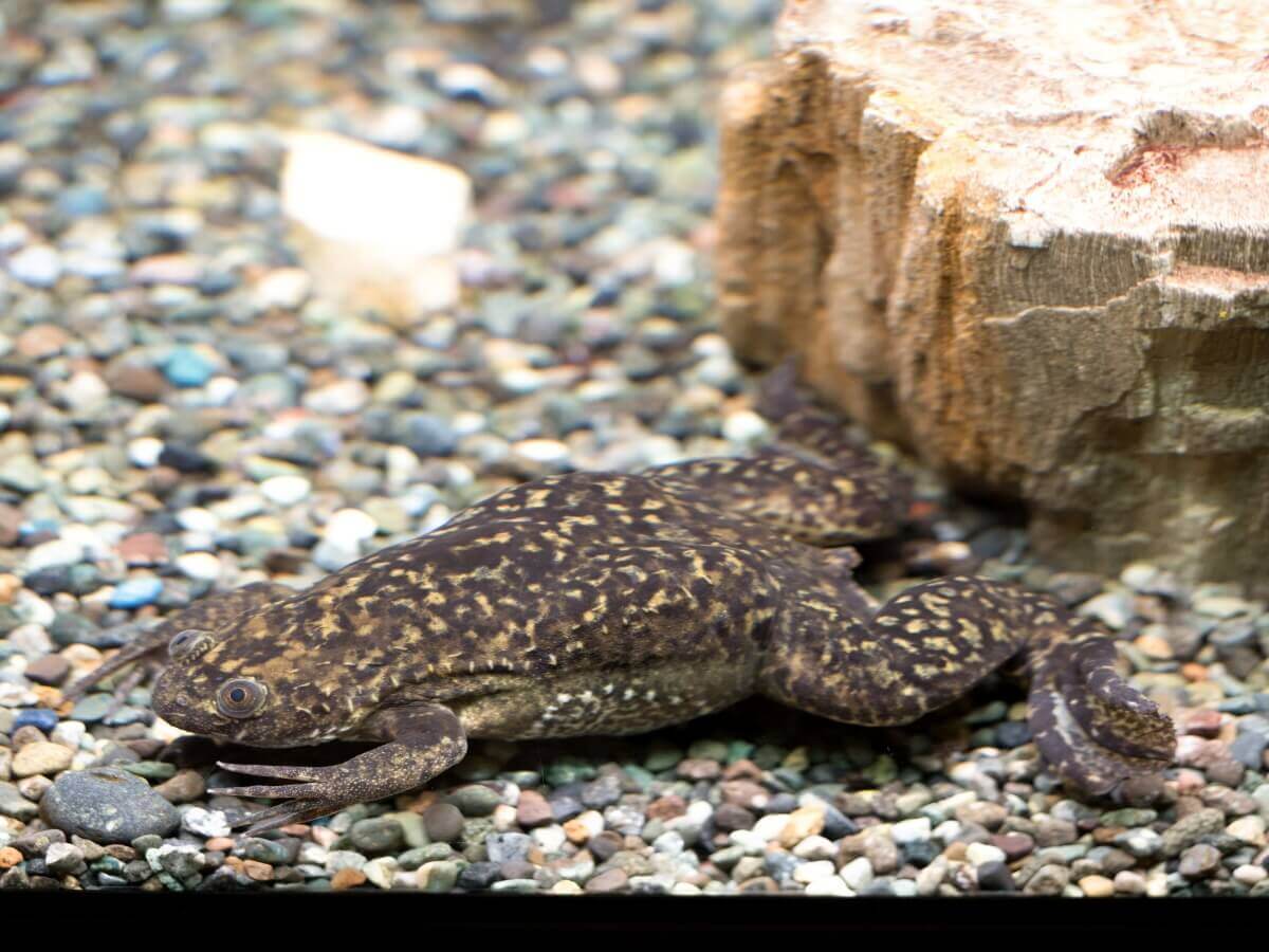 Xenopus laevis wodna żaba 