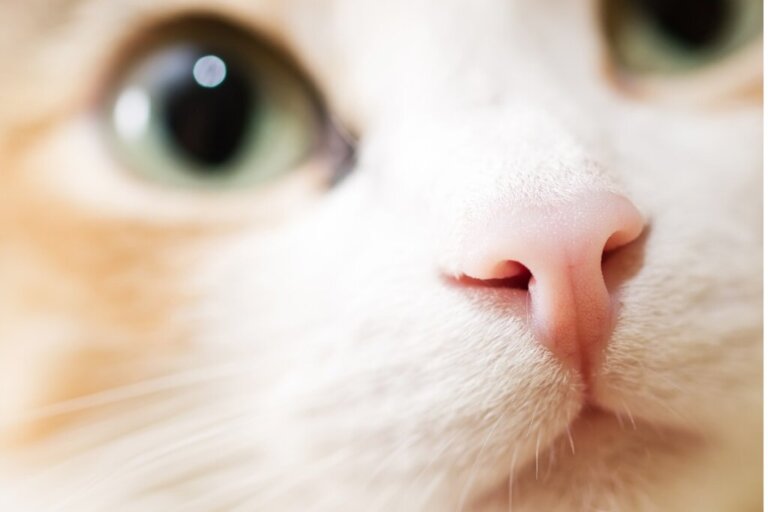 12 zapachów, których koty nienawidzą