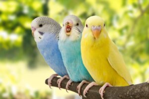 5 oznak, że twój ptak jest szczęśliwy