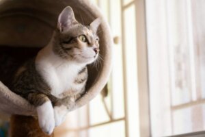 Domowa siłownia dla kotów – zrób to sam!
