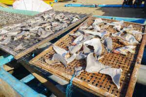 części rekina sprzedawane na targu, większość rekinów jest zagrożonych wyginięciem
