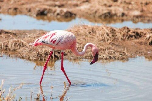 Flaming szukający pożywienia, dlaczego flamingi są różowe