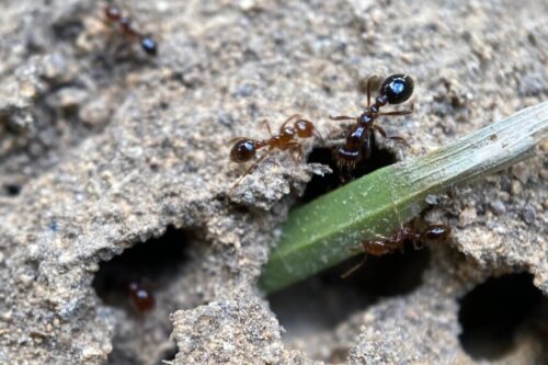 Jak odstraszyć mrówki?