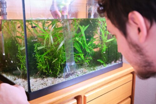 Zielony odcień wody w akwarium oznacza przerost glonów.