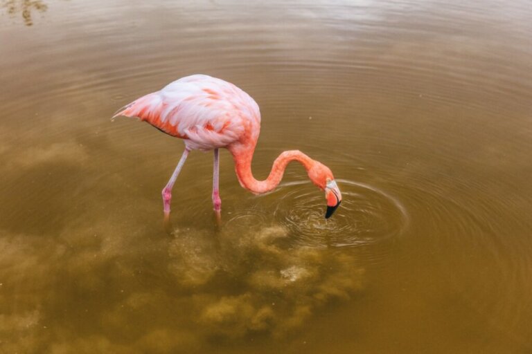 Co jedzą flamingi?