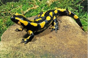 Salamandra plamista: siedlisko i charakterystyka