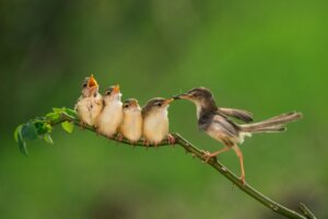 Co jedzą młode ptaki?
