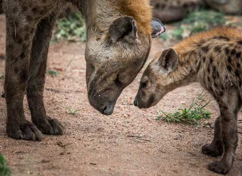 Dominacja samicy hieny
