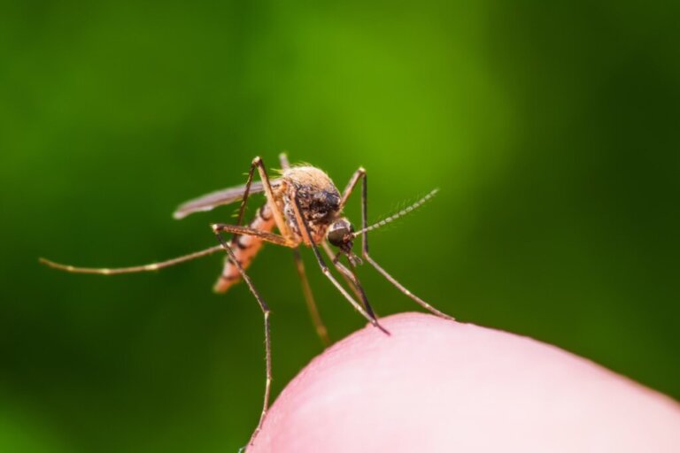 Różnice między muchami a komarami