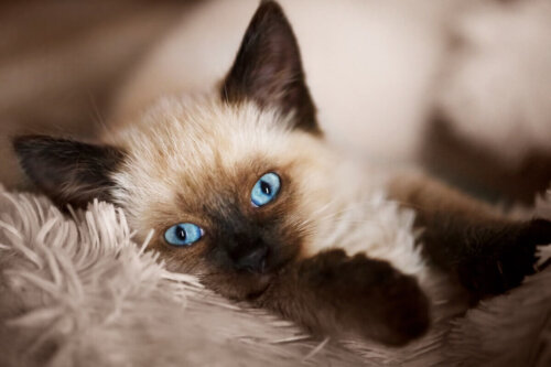 Kot balijski, jedna z najdelikatniejszych ras kotów