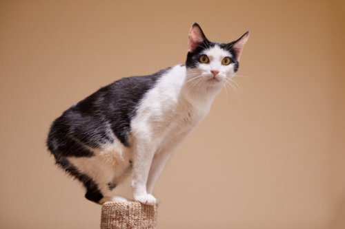 Kot manx, jedna z najdelikatniejszych ras kotów