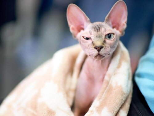 Kot sfinks, jedna z najdelikatniejszych ras kotów
