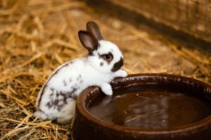 Czy króliki piją wodę?