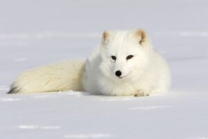 Dlaczego futro lisa polarnego zmienia kolor?