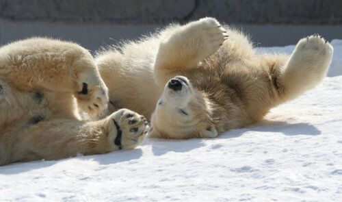 Bawiące się młode niedźwiedzie polarne, 