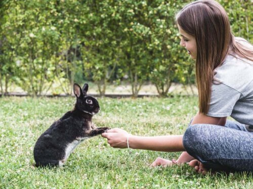 Opiekunka z królikiem na trawie