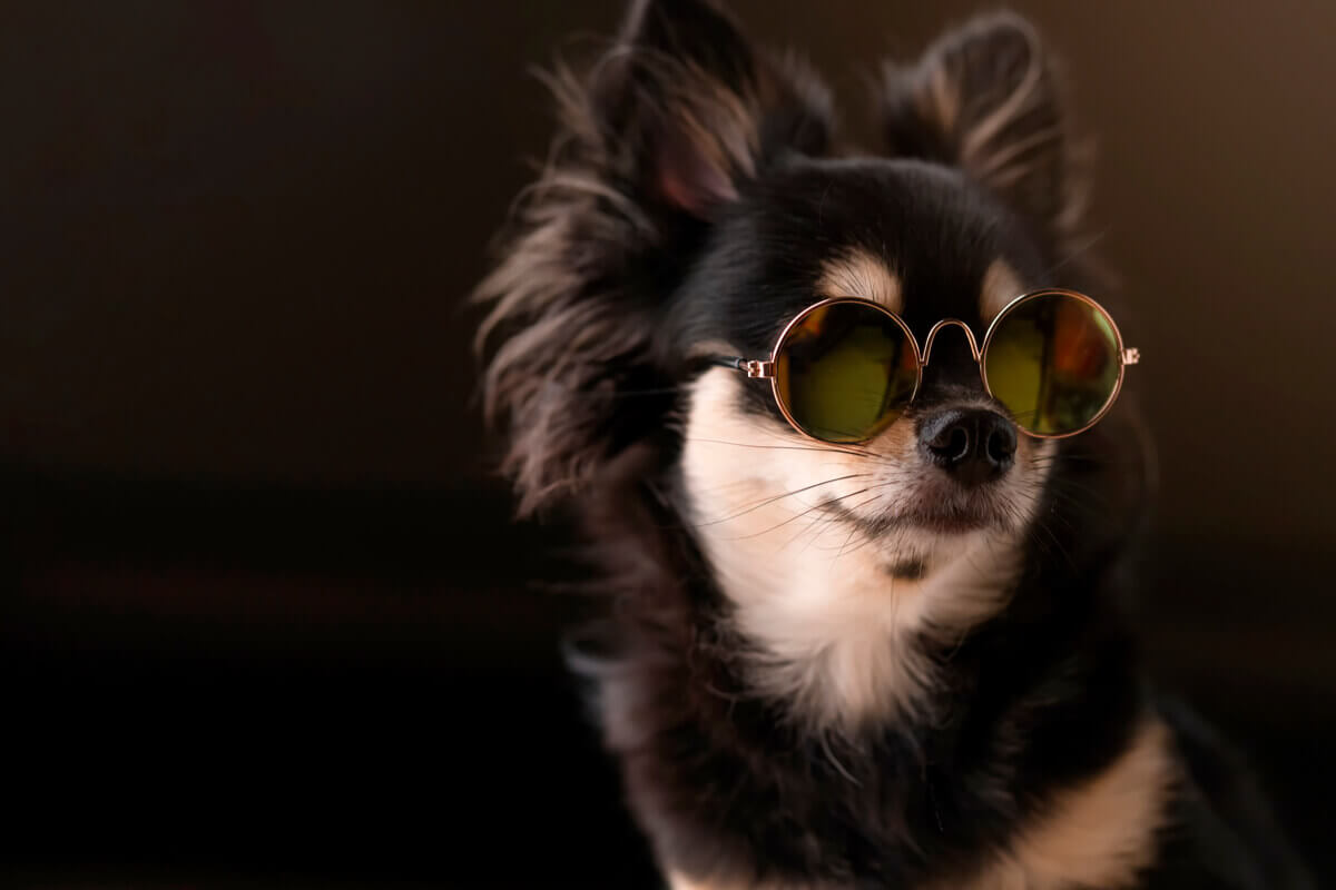 Pies chihuahua w okularach