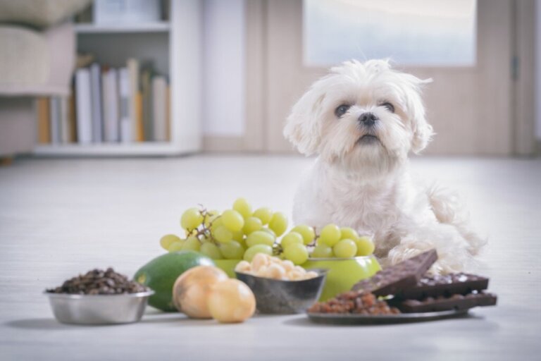 Czy psy mogą jeść orzechy?