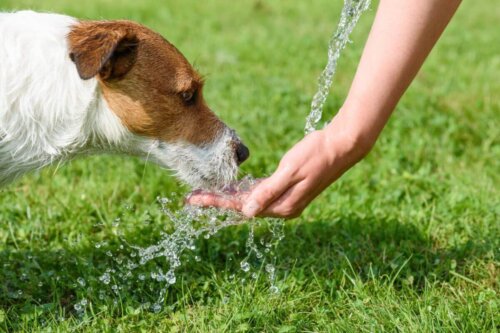 Pies pije wodę na łące