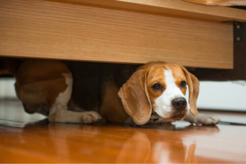 Pies ukrywa się pod łóżkiem