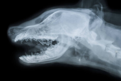 Pies rentgen czaszki