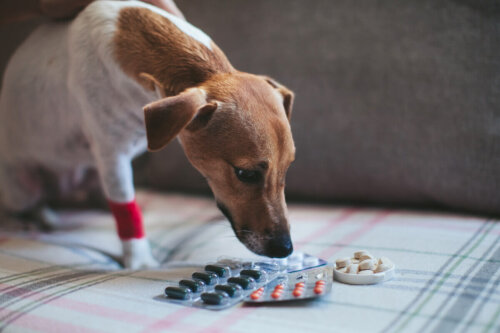 Pies wącha tabletki