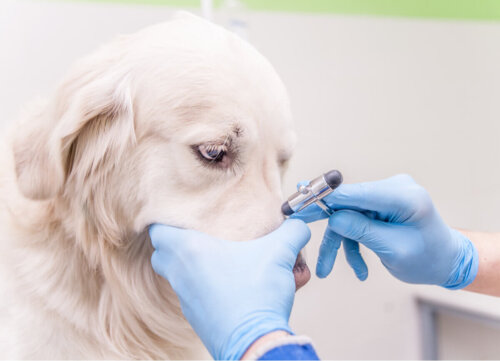 Pies podczas badania neurologicznego psa