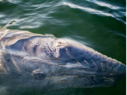 Płetwal błękitny, oto jeden z największych zwierząt morskich