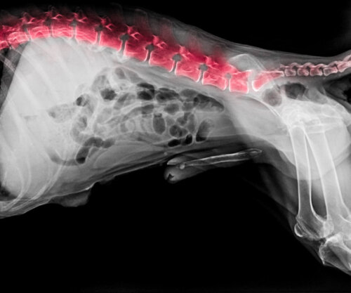 Problemy z kręgosłupem psa
