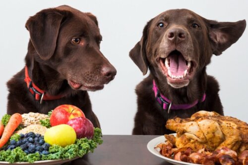 Psy nad talerzem z jedzeniem