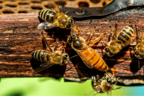 Pszczoły – Jedno ze zwierząt najbardziej dotkniętych przez zmiany klimatu.