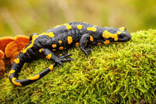 Salamandra plamista na mchu, z serii zwierzęta, które rosną dzięki światłu