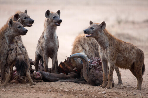 Samice hieny w grupie