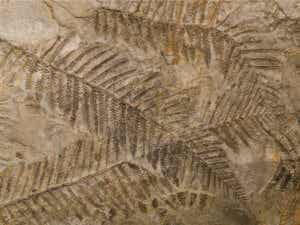 skamieliny pozwalają odkryć rośliny z przeszłości