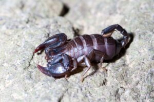 Czym żywią się skorpiony?