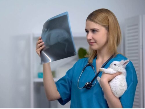 Kobieta weterynarz ogląda zdjęcie rentgenowskie królika