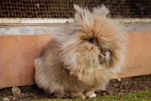 Kule włosowe w żołądku królika: co robić?