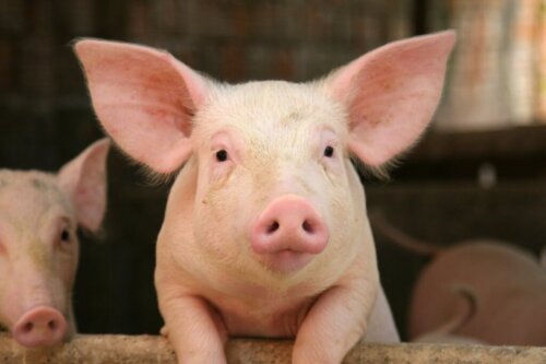 Świnie – poznaj o nich 10 ciekawych faktów