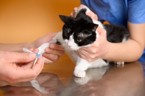 Badanie krwi u kotów: rodzaje i zastosowania
