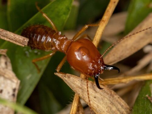 Co jedzą termity?