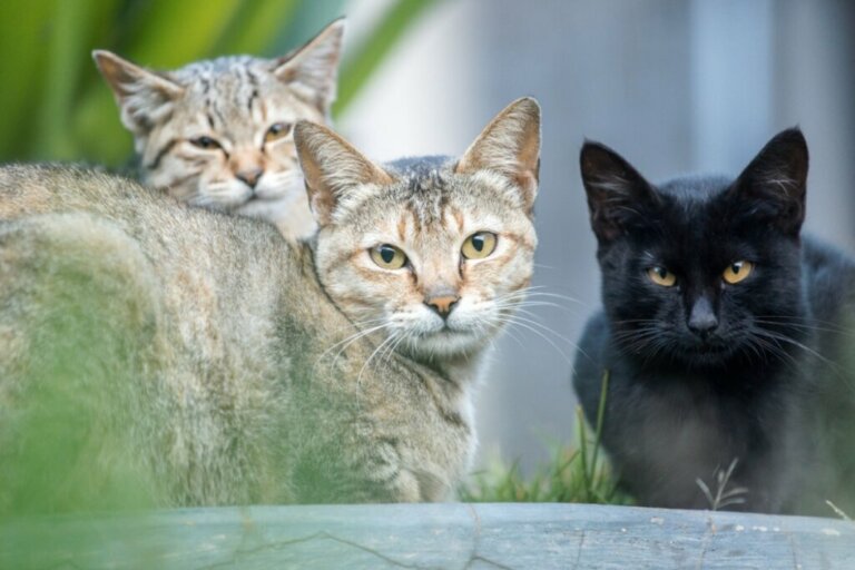 Kolonie kotów: na czym polegają?