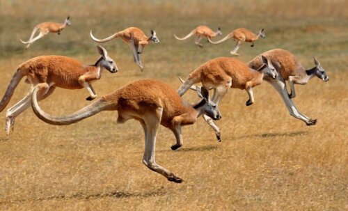 Kangury skaczą w grupie