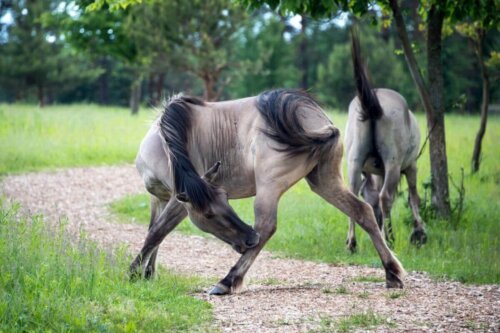 Konie na pastwisku, a zaburzenia metaboliczne u koni
