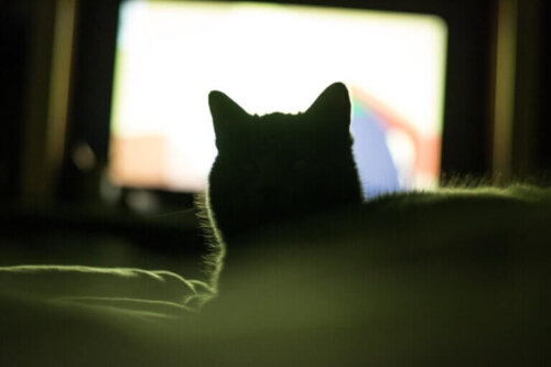 Dlaczego koty lubią oglądać telewizję?