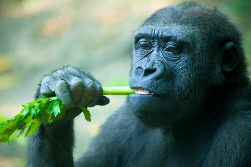 Małpa w trakcie jedzenia