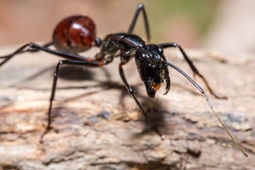 Mrówka Dinomyrmex gigas