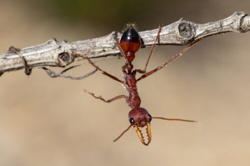 Największe Mrówki myrmecis