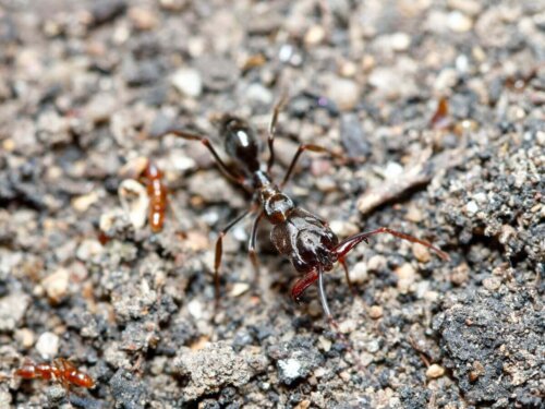 Mrówka czerwona 