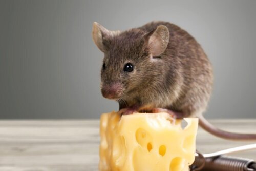 Mysz na kostce sera